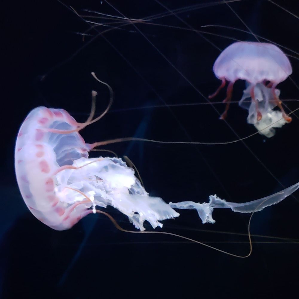 Meet your Posher, Angi